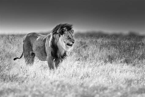 African Lion Black & White Fine Art Photography - Photo Prints For Sale