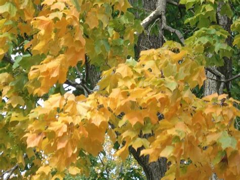 Black Maple | The Middlebury Landscape