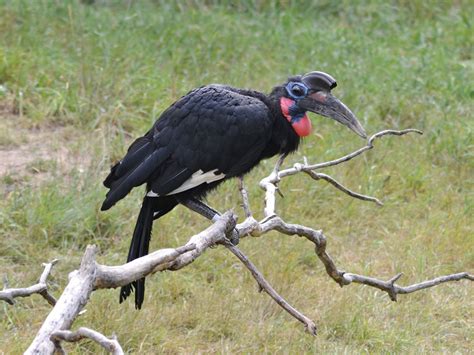 The Online Zoo - Abyssinian Ground Hornbill