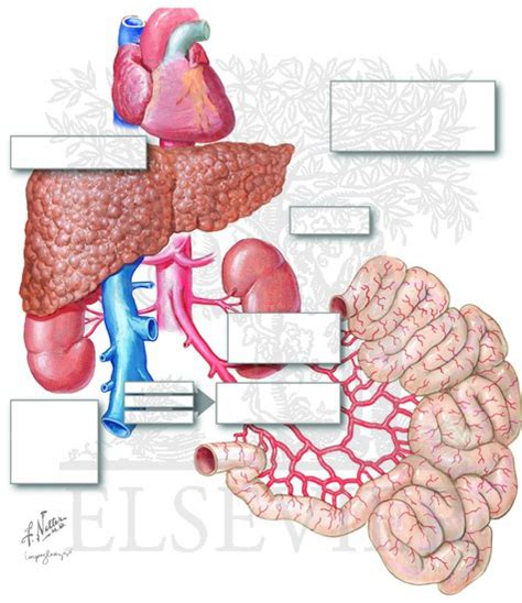 Hepatorenal Syndrome: Proposed Pathophysiology