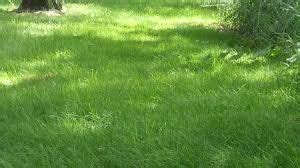 Creeping Red Fescue | Shade grass, Growing grass, Seeding lawn