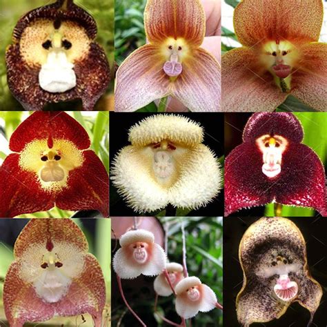 20PCS Rare Monkey Face Orchid Seeds Beautiful Plant Flower Home Garden Plants | Flower seeds ...