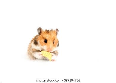 492 Hamster eat cheese Images, Stock Photos & Vectors | Shutterstock