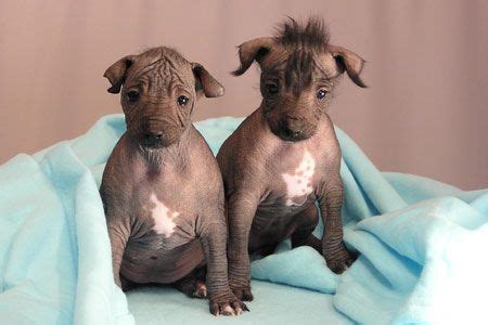 HERMANOS XOLOITZCUINTLES GEMELOS | Perro xoloitzcuintle, Perro peruano ...