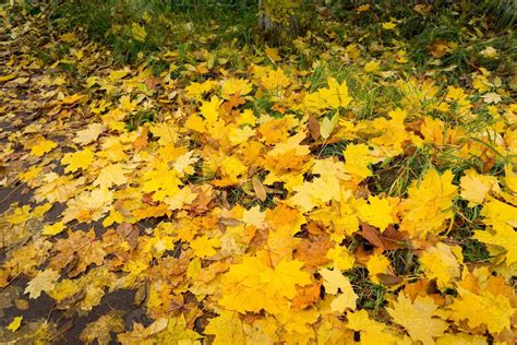 Yellow maple tree leaves 11473179 Stock Photo at Vecteezy