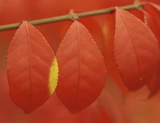 fall leaves close-up | Kevin Prichard Photography | Flickr