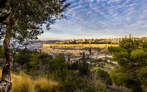 Olive Tree and Old City Jerusalem - View of Jerusalem from Mount of ...