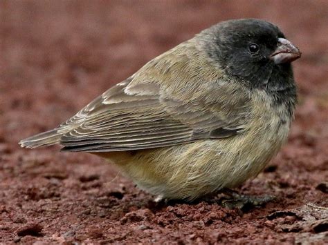 Small Tree-Finch (Camarhynchus parvulus), breeding male. A small ...