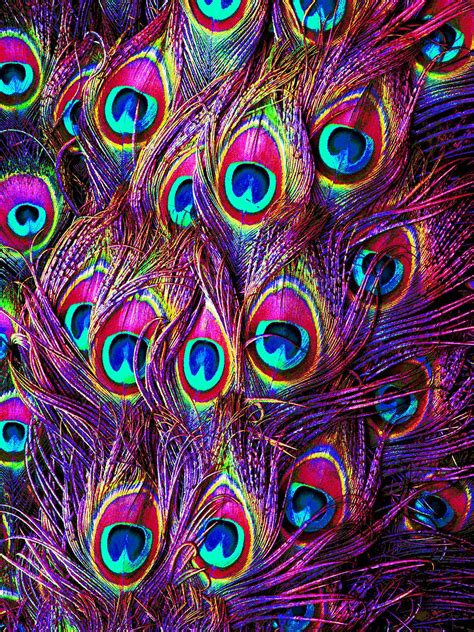 Peacock Decor, Peacock Colors, Peacock Feathers, Pink Peacock, Peacock Pattern, Peacock Print ...