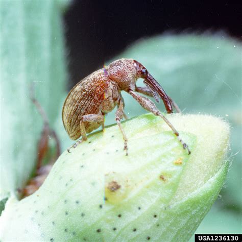 boll weevil (Anthonomus grandis grandis)