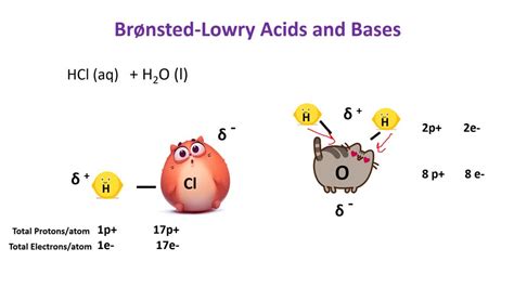 SOLVED:According to the Bronsted-Lowry model, an acid is a “proton donor” and a base is a ...