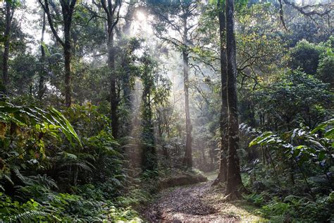 Forest Restoration: A Path to Recovery and Well-Being | United Nations