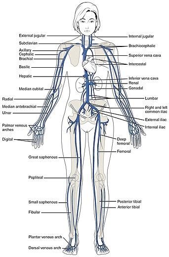 Human Veins Diagram