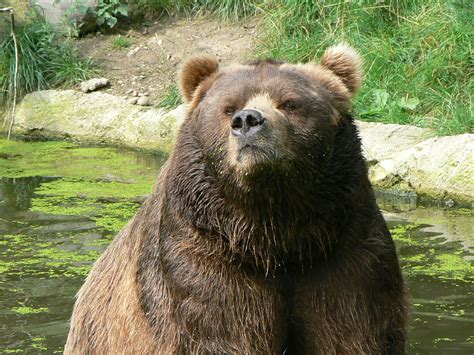 File:Closeup kodiak bear hamburg.JPG - Wikimedia Commons