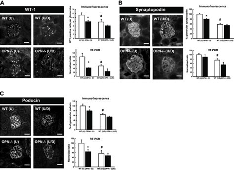 Analysis of podocyte markers WT-1, synaptopodin and podocin. For each ...