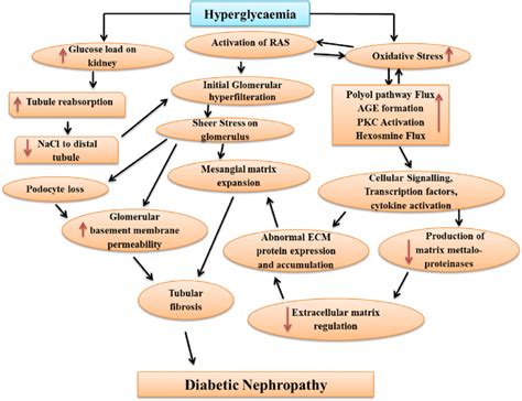 Pathophysiology of Diabetic Nephropathy. Hyperglycemia increases both ...