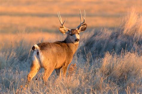 Wild Deer on the High Plains of Colorado Stock Image - Image of eyelash, grass: 129774713