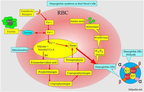 Hemoglobin: - Part 1 - Hemoglobin (Hb) structure and Functions ...