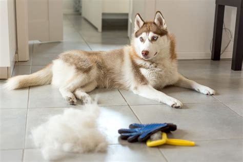 Interesting Cleaning Hacks: 5 Things to Do with Dog Fur - Pets Blog