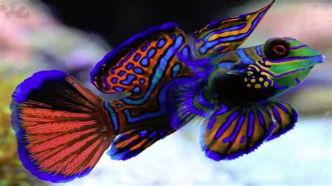 Pin on mandarin dragonette goby fish