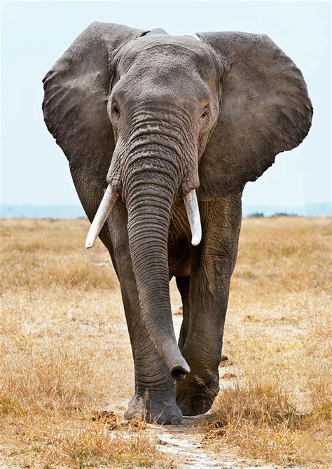 Male African Elephant Walking by Mike Hill