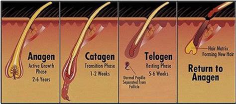 The Biology of Hair Growth - By Dr. Carlos K. Wesley