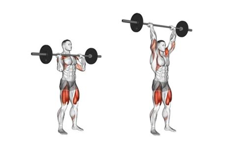 The Barbell Overhead ("Military") Press - A Muscle And Strength ... | Shoulder workout, Shoulder ...