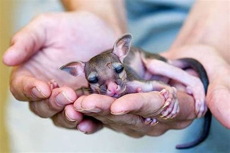 A Baby Kangaroo