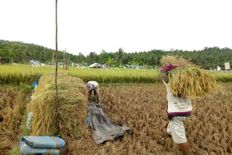 Petani Lebak Mulai Panen Padi Sawah - ANTARA News Banten