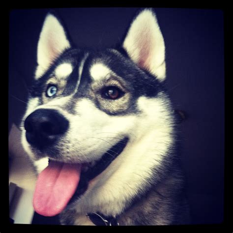 Huskies... | Blue eyed baby, Husky, Adorable