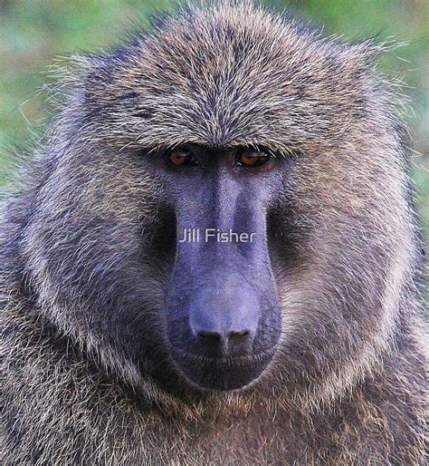 "Baboon Face" by Jill Fisher | Redbubble