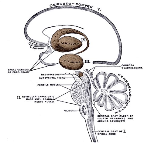 Basal Ganglia Hemorrhage; Hemorrhage, Basal Ganglia