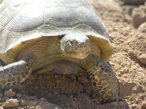 Bolson Tortoise Facts and Pictures