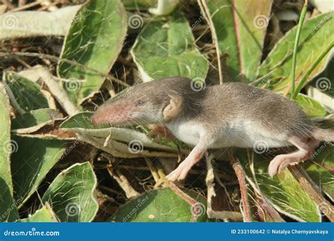 Baby Pygmy Shrew in the Garden Stock Photo - Image of european, eyes ...