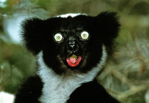 Indri Photograph by Tony Camacho/science Photo Library - Pixels