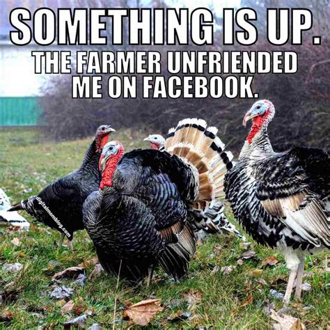 50+ Thanksgiving Turkey Memes Free Download 2024 - QuotesProject.Com