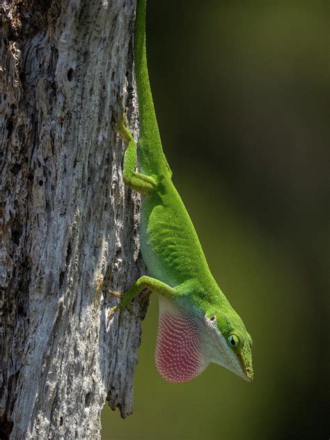 Anole 23 Photograph by J M Farris Photography - Fine Art America