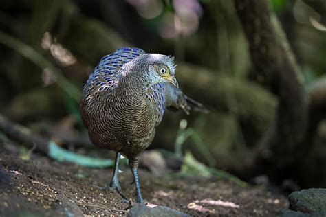 Grey Peacock Pheasant Stock Photos, Pictures & Royalty-Free Images - iStock