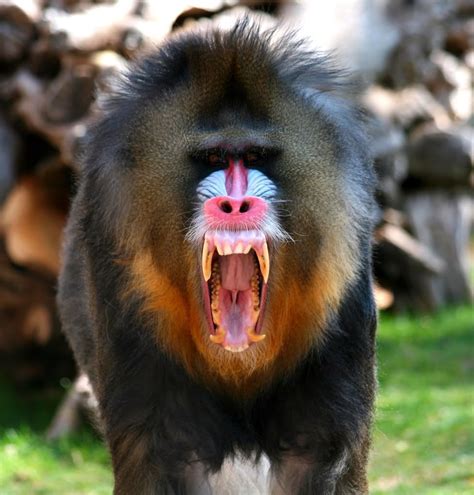 🔥 The teeth and facial coloration of a Mandrill : NatureIsFuckingLit