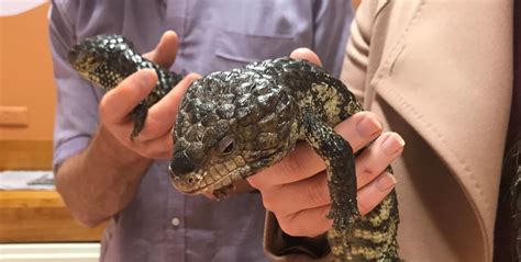 Warning on reptile handling – News