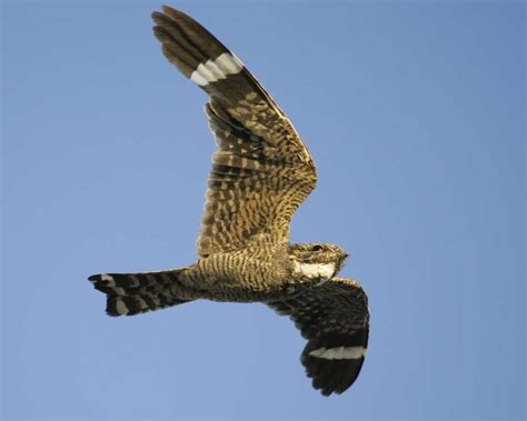 Lesser Nighthawk | National Audubon Society Birds | Bird life list ...