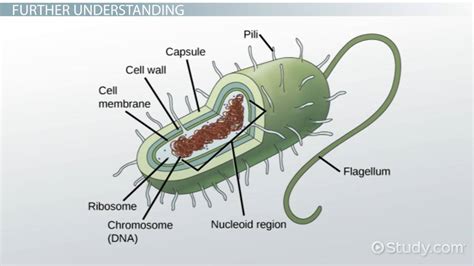 Prokaryotic Cells | Definition, Structure & Examples - Lesson | Study.com