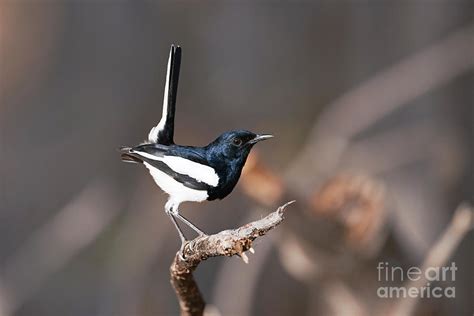 Magpie-robin Photograph by Dr P. Marazzi/science Photo Library - Fine Art America