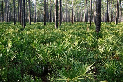 Osceola National Forest - Wikipedia