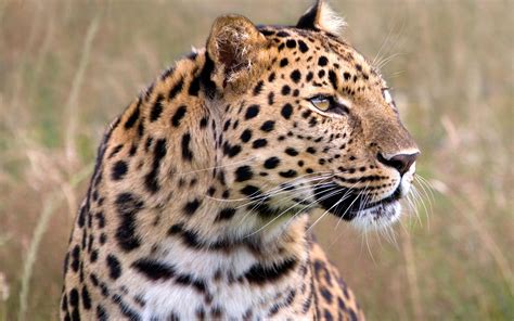 WildLife: Amur Leopard Most Dangerous Animal