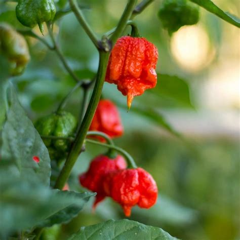 Carolina Reaper Seeds (Red, Brown, Yellow) - Price €2.10