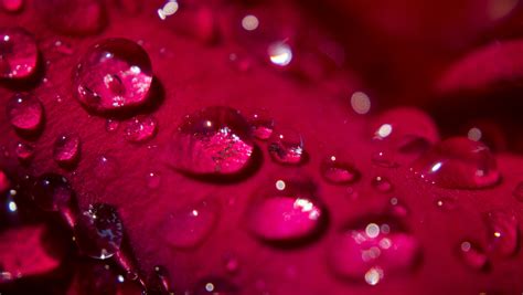 Wallpaper : rose, pedal, water, drop, droplet, Sun, red, close, macro ...