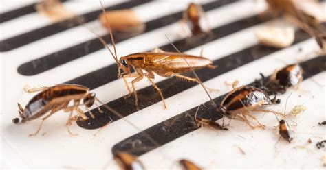 Cockroaches Are Evolving So Quickly They Might Soon Be 'Impossible' To Kill