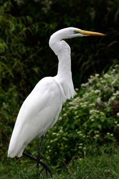 Great Egret - Ardea alba - NatureWorks