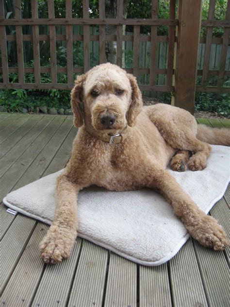 Labradoodle haircut | Mascotas, Perros, Animales